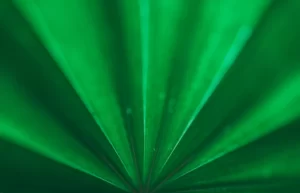 Stepping Boldly 'Under the Green Light': Igniting a Sustainability Revolution