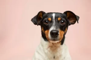 Dog Runner, Walker, or Machine: Perfect for Busy Owners